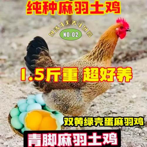 鸡活苗小鸡活苗散养1.5斤高产麻羽绿壳蛋鸡活苗产蛋王下蛋小鸡苗