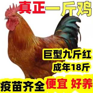 一斤九斤红公鸡活苗九斤黄鸡苗公鸡肉鸡红玉鸡苗小鸡活苗阉鸡活苗