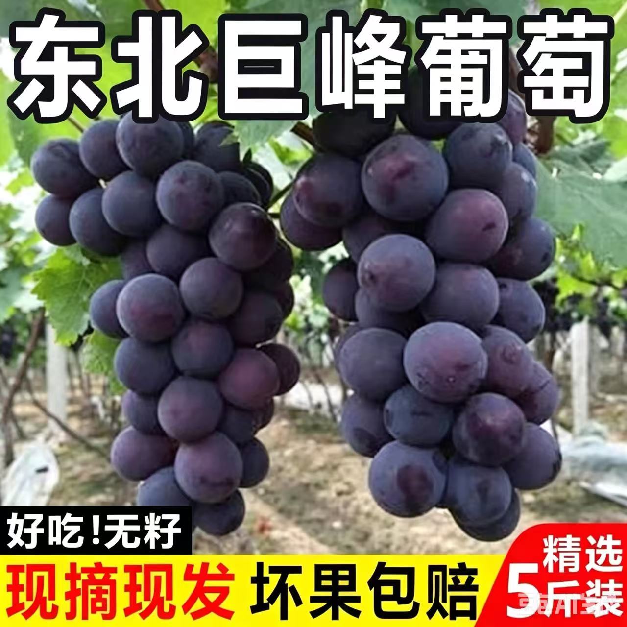 巨峰葡萄现摘现发坏果包赔
