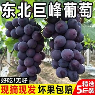东北现摘大粒巨峰葡萄辽宁峰新鲜水果整箱当季大果孕妇