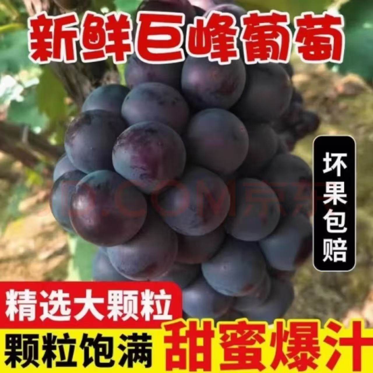 东北现摘大粒巨峰葡萄辽宁峰新鲜水果整箱当季大果孕妇