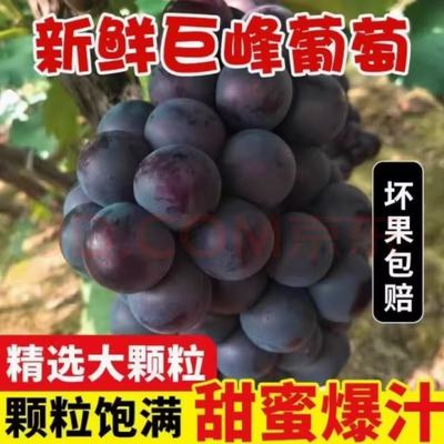 巨峰葡萄现摘现发顺丰坏果包赔