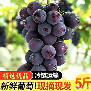 现摘大粒巨峰葡萄辽宁新鲜峰乒孕妇水果整箱当季果整串冷链礼盒装
