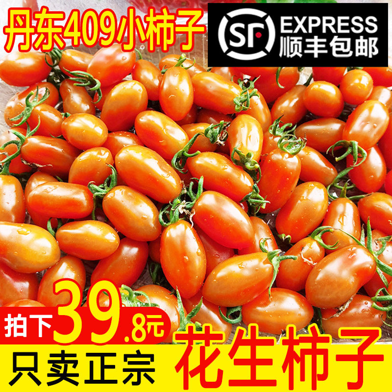丹东409花生小柿子非千禧圣女果孕妇新鲜自然熟水果花生小番茄5斤