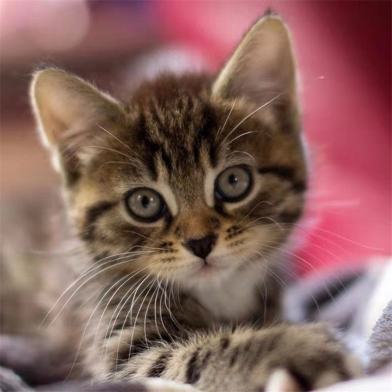 狸花猫幼猫领养素材模板 狸花猫幼猫领养图片下载 小麦优选