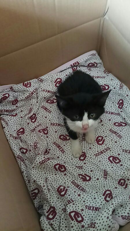 狸花猫幼猫领养素材模板 狸花猫幼猫领养图片下载 小麦优选