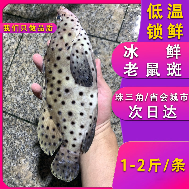 鲜活速冻老鼠斑鱼新鲜生冻海鱼冰鲜冷冻深海鱼图片