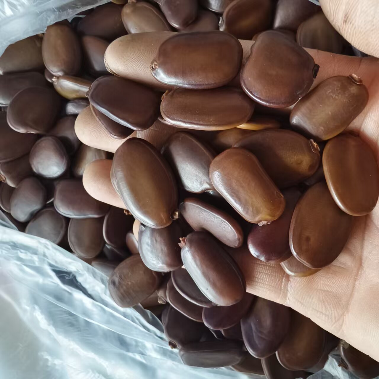 仪花豆植物手工标本制作材料diy手摇铃耳饰串铃配件