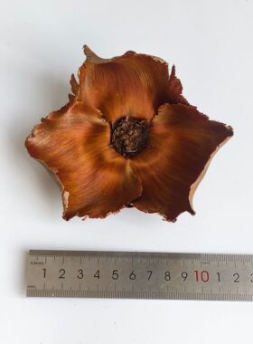椰子花装饰圣诞树干花树枝