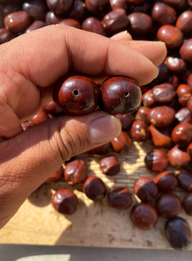 花豆寇果实diy挂件果壳娃娃配件树籽菩提包挂件原籽摇铃通货现货