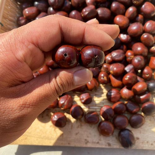 花豆寇果实diy挂件果壳娃娃配件树籽菩提包挂件原籽摇铃通货现货