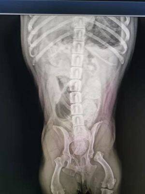宠物咨询疾病咨询骨科X片骨折异物宠物医生在线咨询