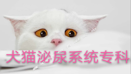 犬猫泌尿系统疾病咨询 尿频 尿急 血尿 结石 尿道炎 膀胱炎 肾病