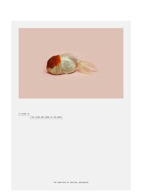 【预售】赵仁辉：世界动植物漫游指南 Robert Zhao Renhui: A Guide to the Flora and Fauna of the World 原版英文摄影图书