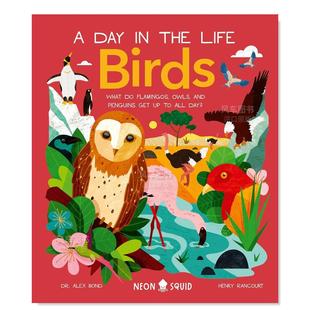 鸟类 预售 一天 进口书籍Bond Alex 图书外版 动物 Life the Day Dr. Birds英文儿童绘本原版