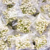 2025新茉莉花茶干花苞特横级县新浓香型散装 孕妇顺产开花小袋包装