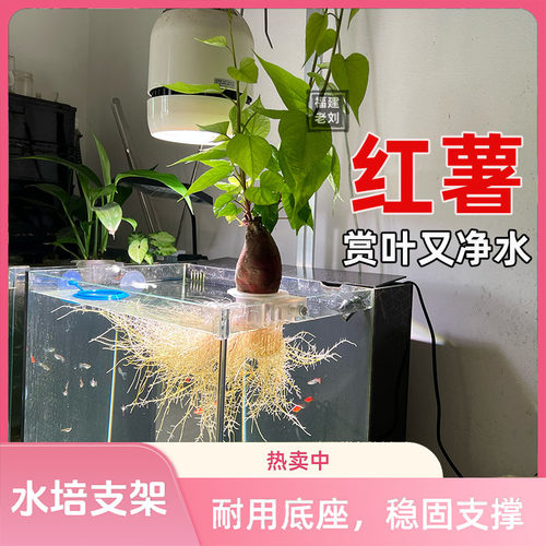 鱼缸水培植物固定架红薯地瓜支架