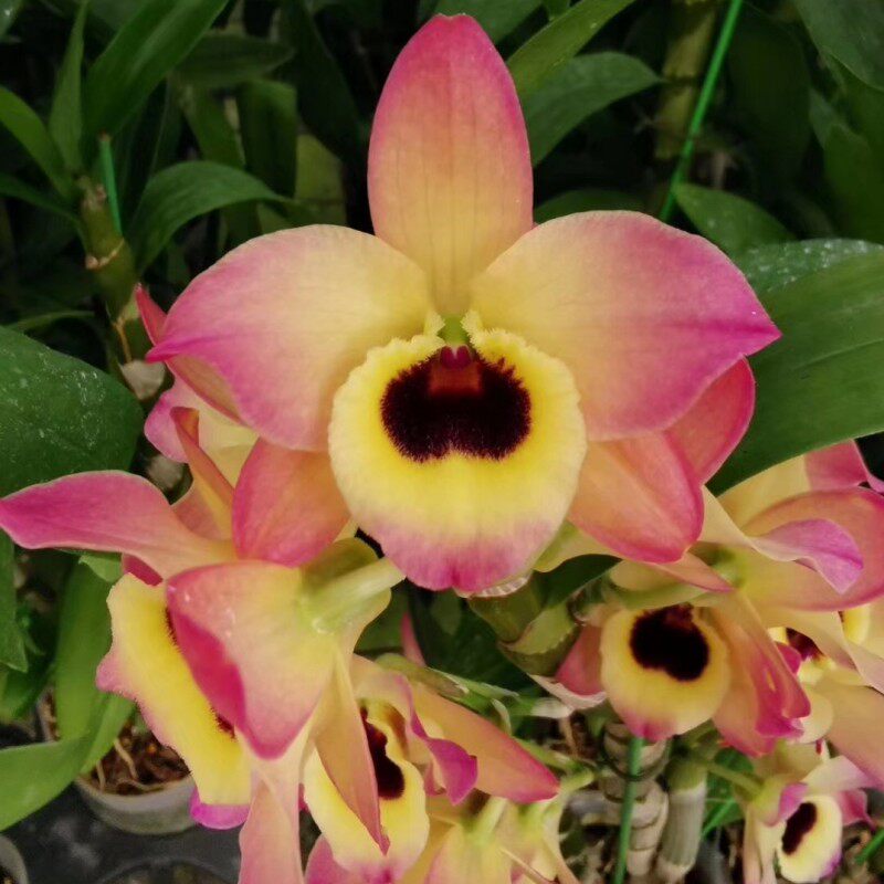 东方微笑 金钱豹 蝴蝶春石斛 洋兰庭院阳台绿植花卉盆栽