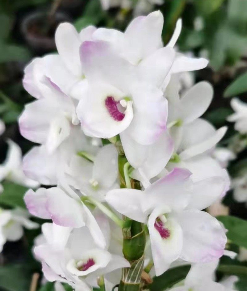 莎诺公主 姬樱 日本春石斛 den. himezakura sanokku