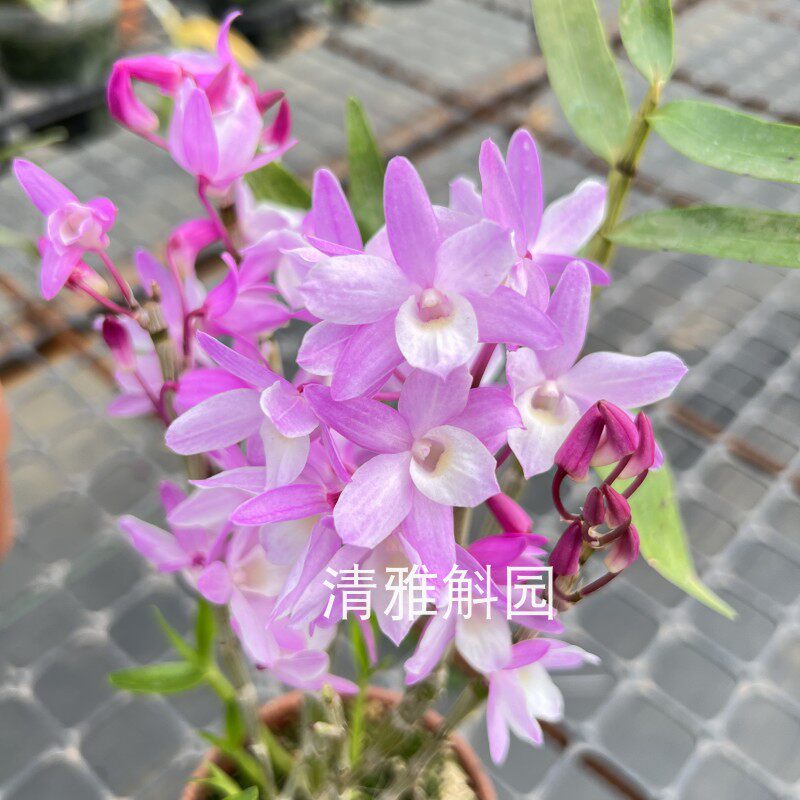 petite parasol 粉花春石斛花卉绿景