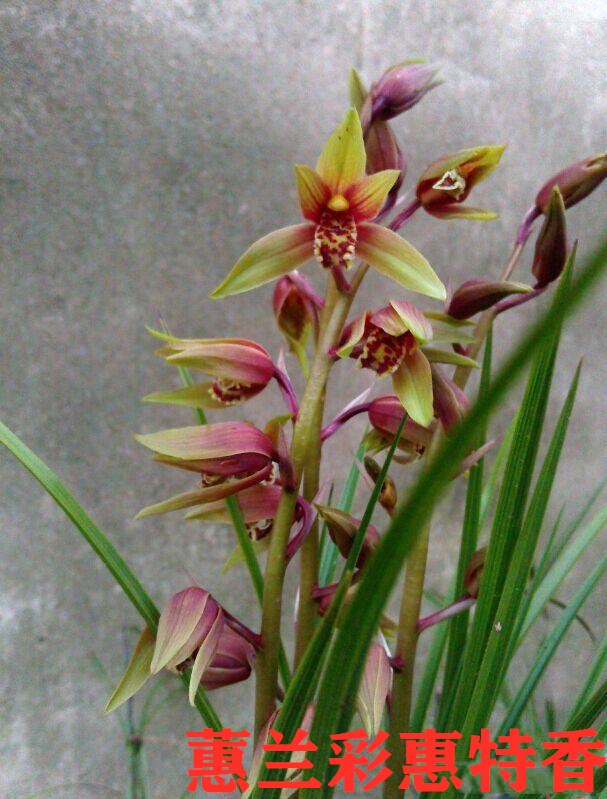 原生种兰花蕙兰彩惠 开花特香室内阳台绿植盆栽植物包邮