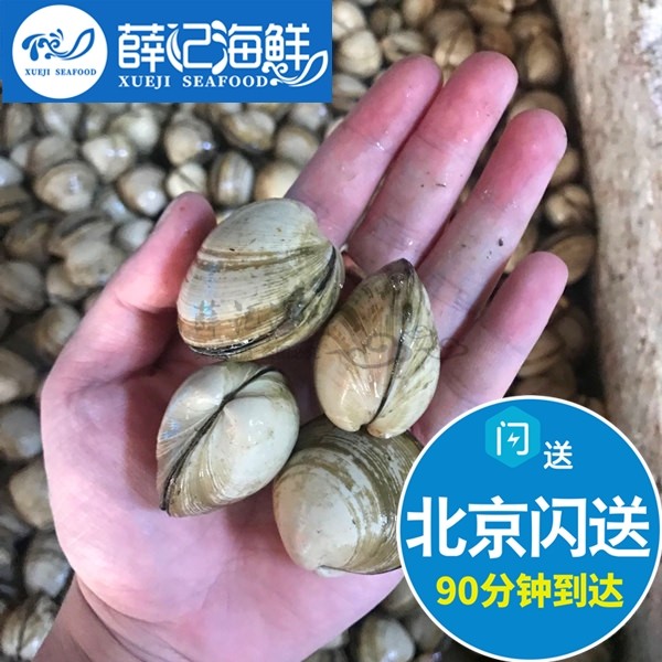 500g 北京闪送 鲜活 白蛤 海鲜水产鲜活贝类 蛤蜊 白蚬子 蚬子