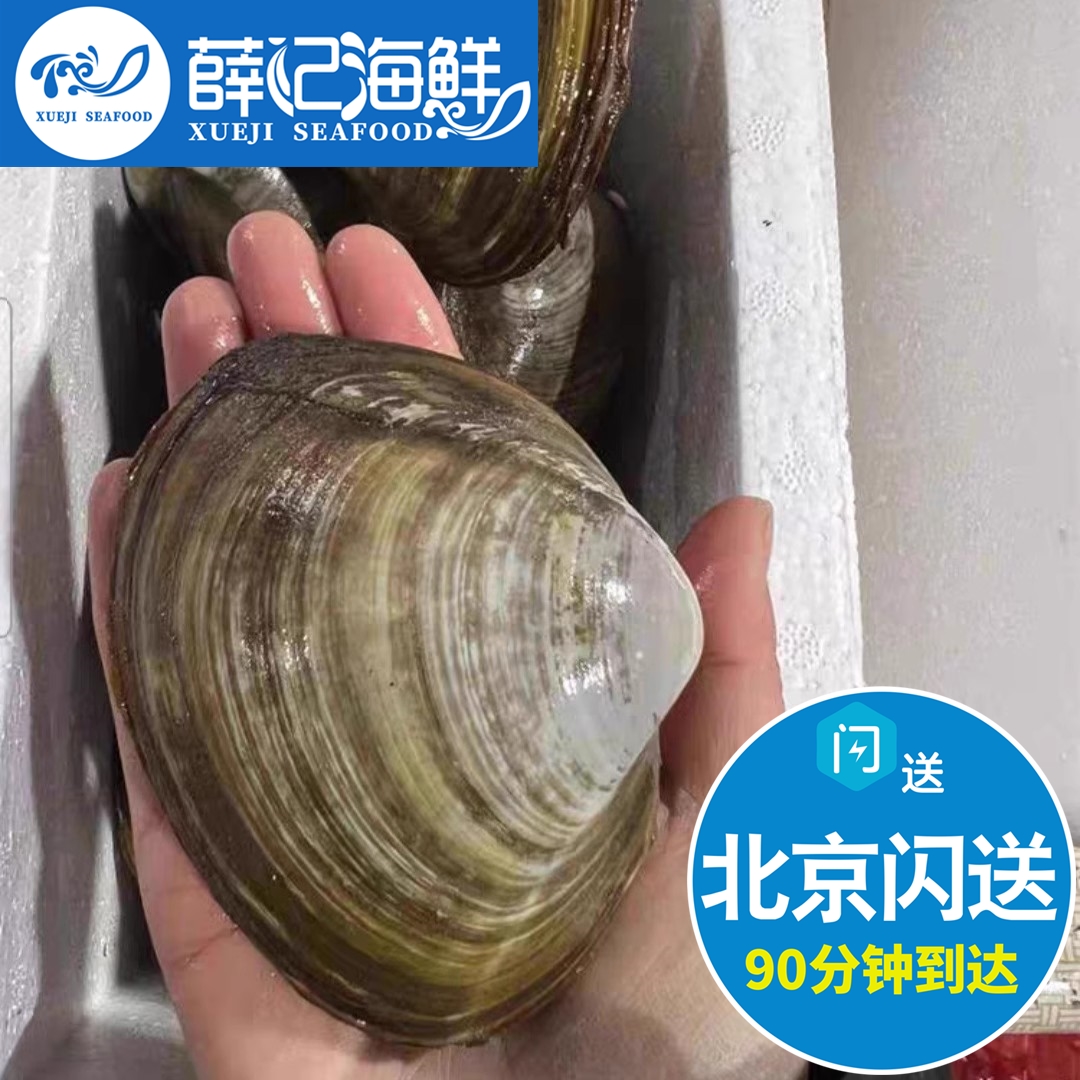 北京闪送 500g约2只 鲜活大个北极贝 日料生食 海鲜水产