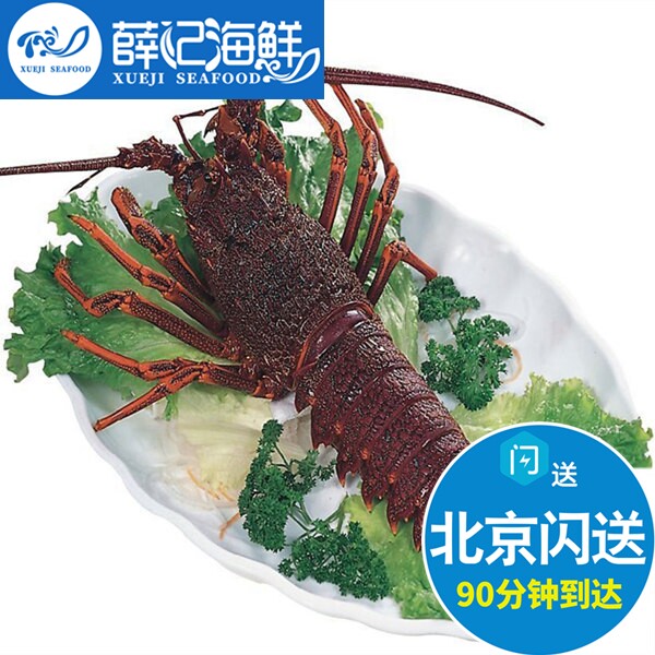 1只2斤 北京闪送 红龙 鲜活 澳洲进口龙虾 西澳龙 大龙虾海鲜水产
