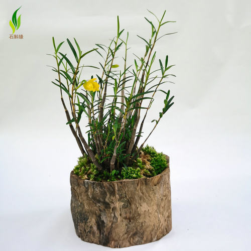 石斛缘姬竹叶石斛吊兰浓香型花卉