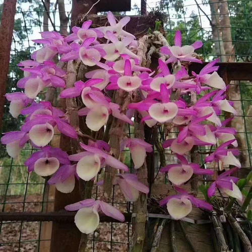 报春石斛盆栽吊兰苗庭院室内花草