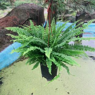 马来波斯顿蕨带空气根蕨类室内外绿植盆栽喜湿耐阴净化空气好养