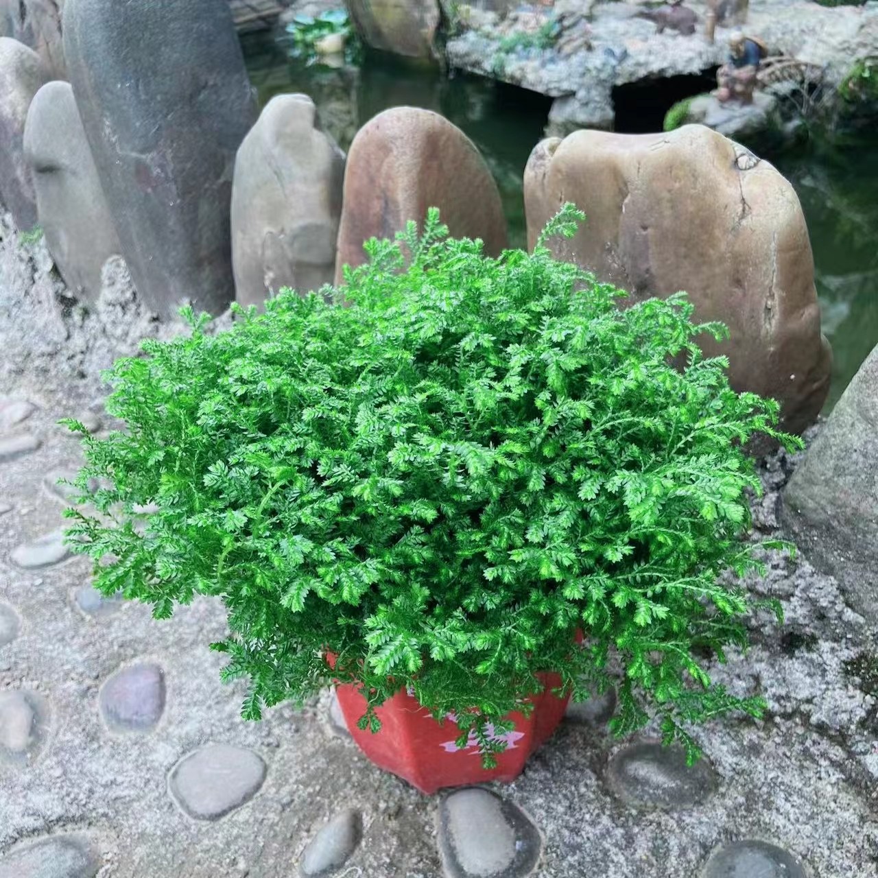 翠云草绿地球多年生四季常绿植物花园花镜绿植雨林缸假山鱼池配景