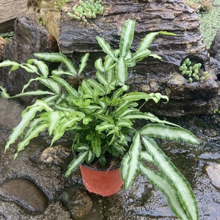 阿波银线蕨 室内办公室观叶盆栽微景观造景假山鱼池配景植物好养