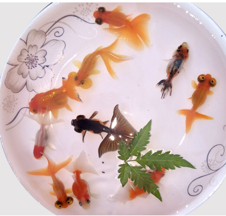 兰寿金鱼活体淡水观赏鱼