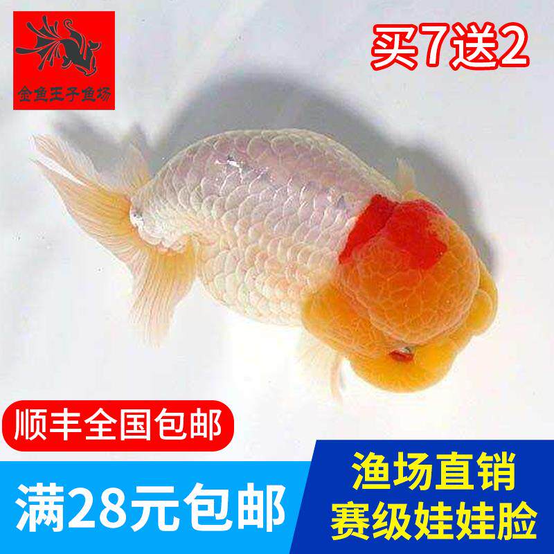 赛级金鱼活体精品观赏鱼冷水淡水活体水族宠物招财鱼小尾兰寿活鱼