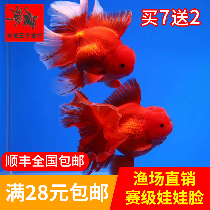 精品黑百褶泰狮金鱼包邮招财鱼