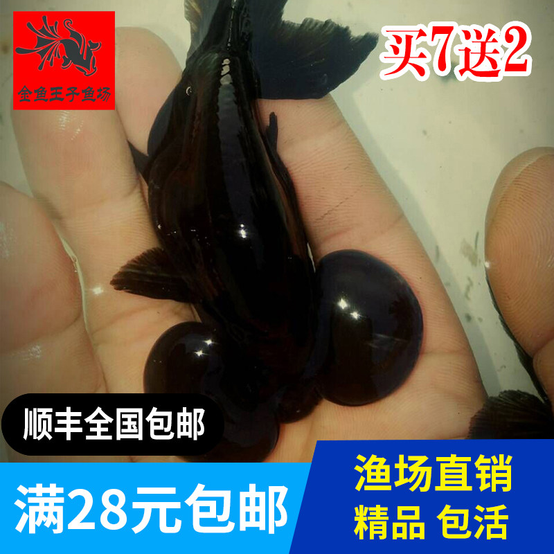 精品水泡金鱼活体观赏鱼风水鱼冷水鱼鱼苗包邮包活花泡黑泡红泡