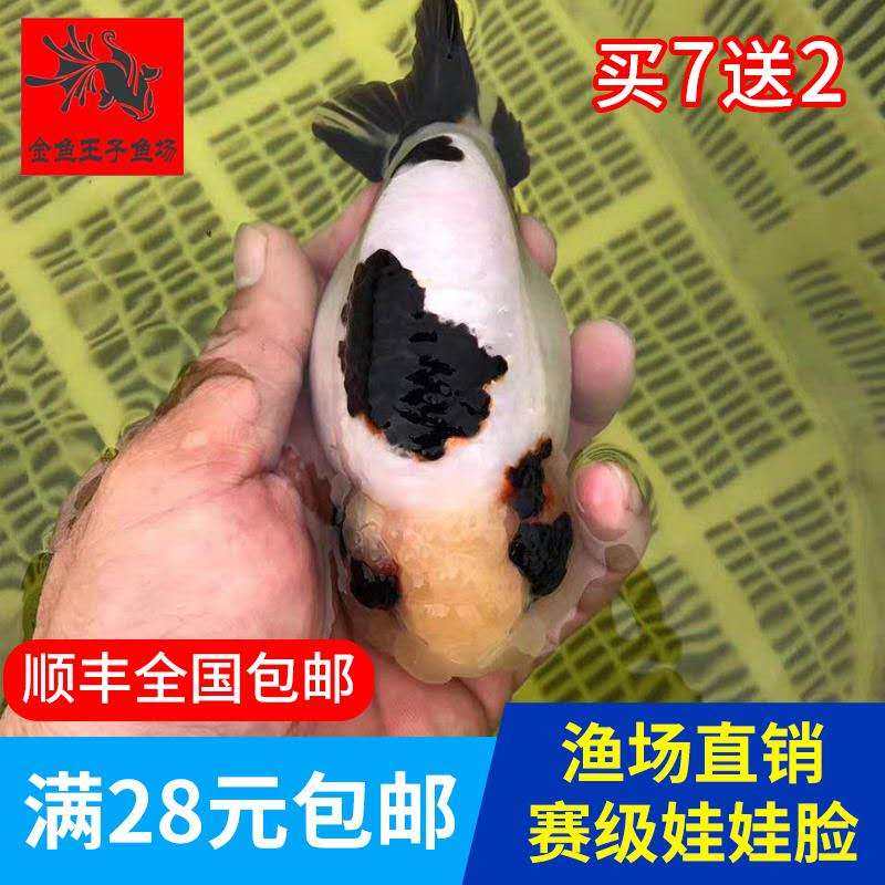 奶牛金鱼活体精品观赏鱼冷水淡水活体水族宠物招财鱼小尾兰寿活鱼