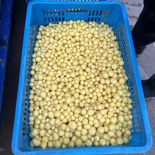 正宗浙江溫嶺珠珍小土豆新鮮迷你小土豆去皮臺州特產特色小吃350g