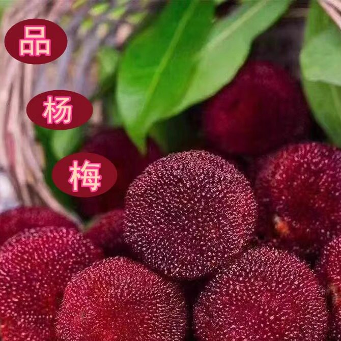 仙居东魁杨梅鲜果当季孕妇水果现摘现发颗粒包装你会爱上他的