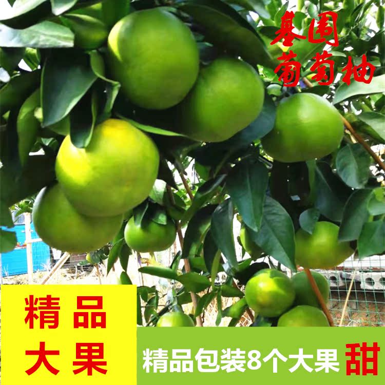 台州基围葡萄蜜柚当季孕妇水果