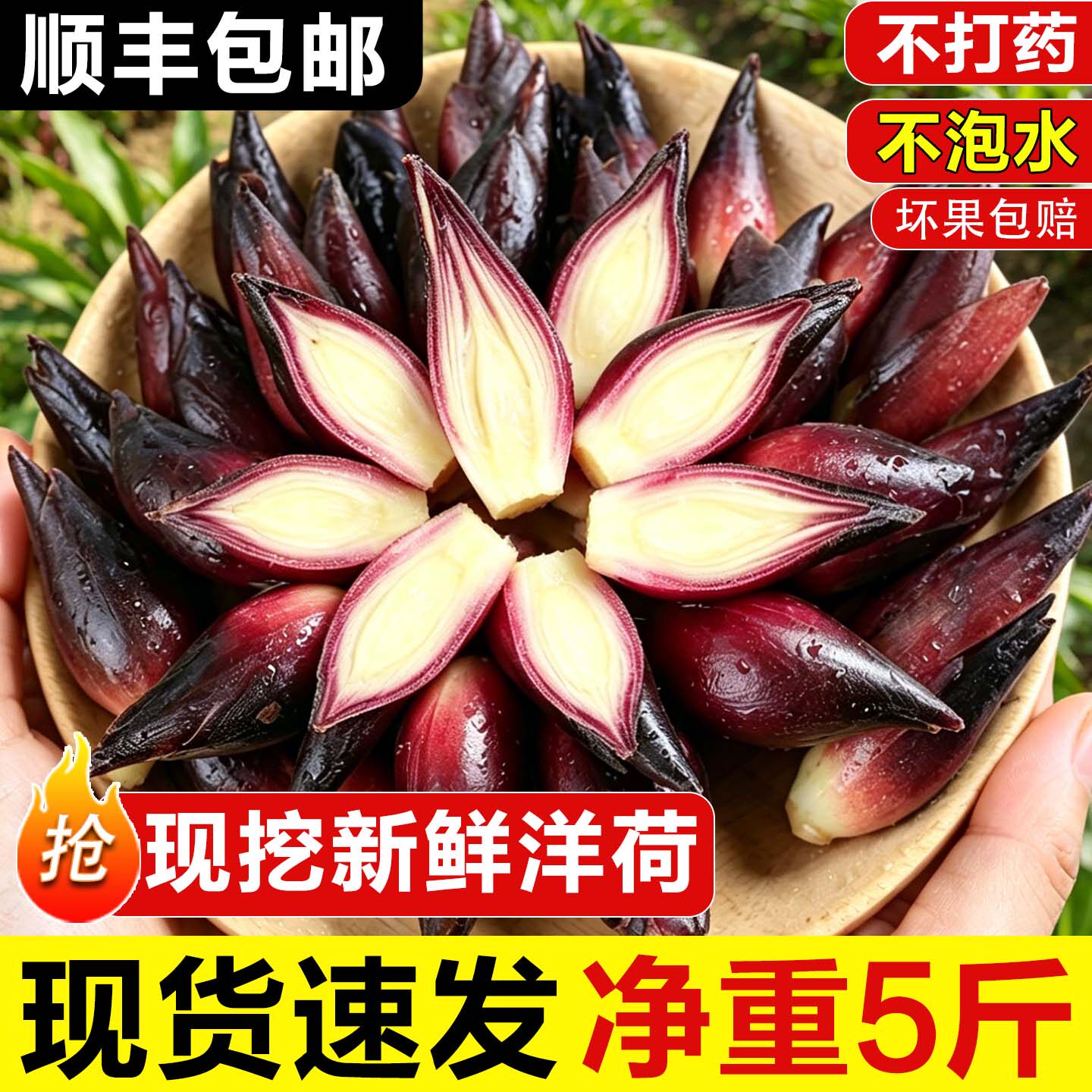 【顺丰包邮】新鲜阳荷姜当天采摘