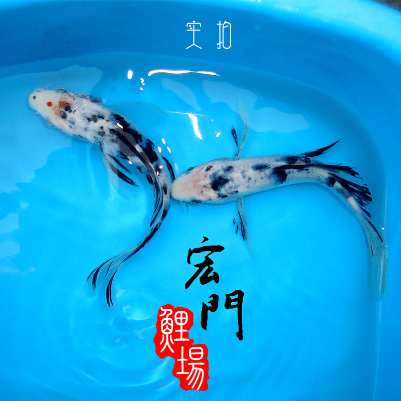 日本白写龙凤漂亮活体巨型鱼苗