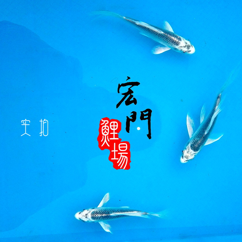 日本苗银松叶龙凤金鱼巨型锦鲤