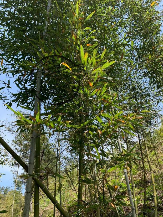 桂竹  五月季 观赏竹 绿化竹苗 做萧竹 庭院植物 - 实物图