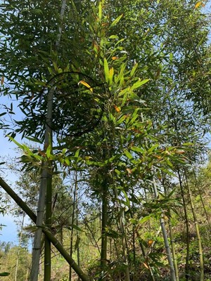 桂竹五月季观赏竹绿化做萧庭院