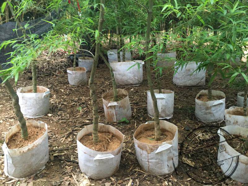移栽竹苗 龟甲竹移栽苗 假植苗 成活率高