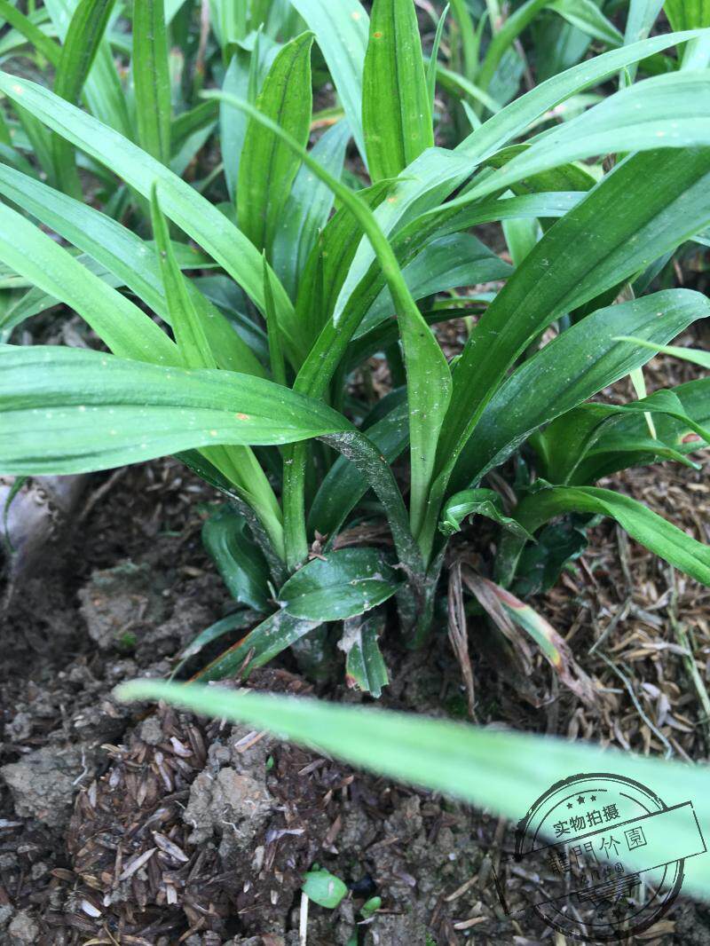 吉祥草 绿植  盆栽观赏植物 常绿植物