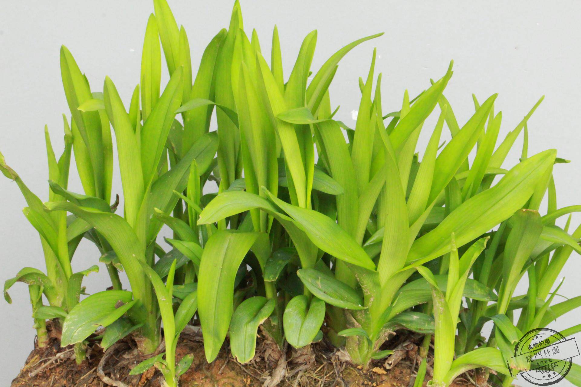 野生萱草 忘忧草 黄花菜 野黄花 盆栽植物 观花植物