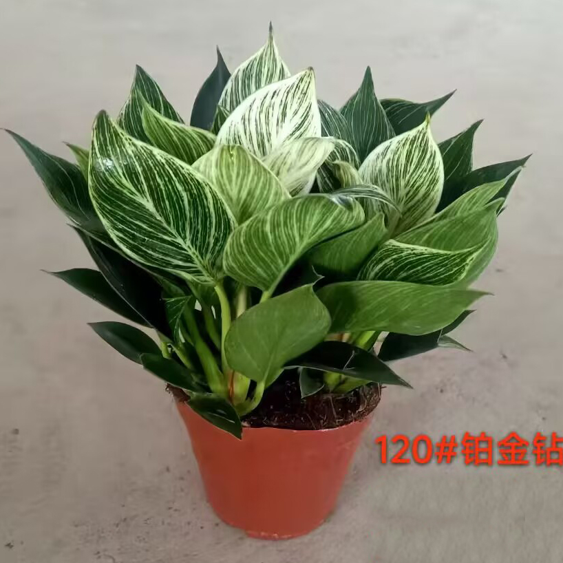 三株特级铂金钻小盆栽万年青庭院